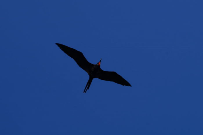 Galápagos Crucero Isla Lobos Flying Frigatebird