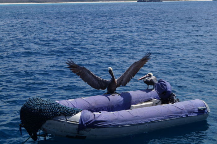 Galápagos Crucero Española Pelicans