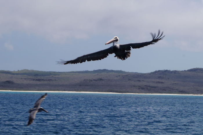 Galápagos Crucero Española Pelicans 2