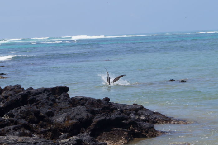 Galápagos Isla Isabela El Estero Pelican