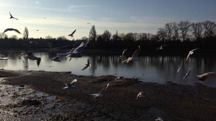 Seagulls at River Thames London Winter