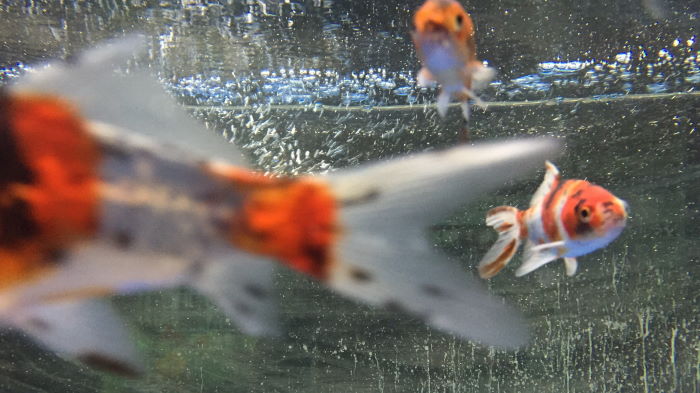 Fische im Aquarium Nahaufnahme