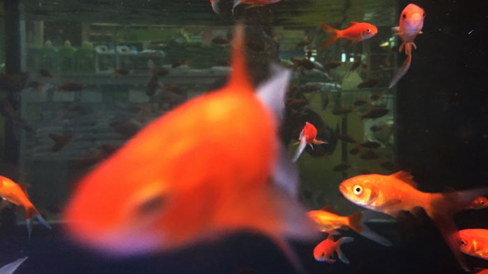 Fische im Aquarium Nahaufnahme