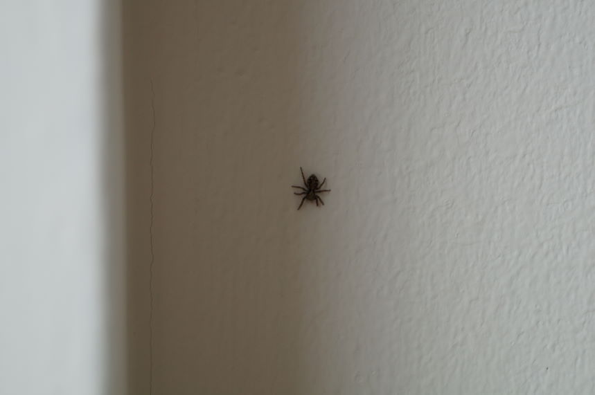 Little Black Spider on the wall Scrapbook Kristian Laban