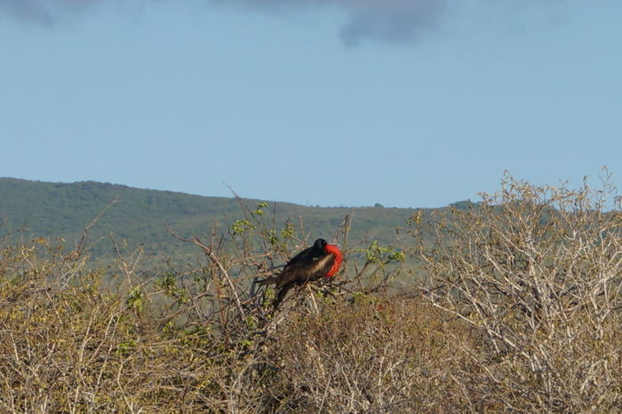 Galápagos Crucero Isla Lobos Frigatebird