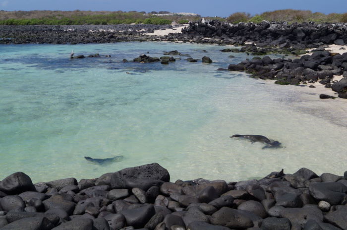 Galápagos Crucero Española Sea Lion