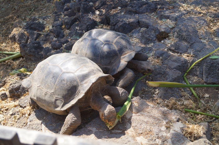 Galápagos Isla Santa Cruz Puerto Ayora  Charles Darwin Research Station Tortoise