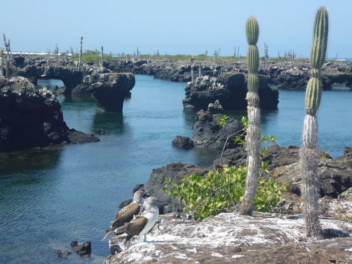 Galápagos Isla Isabela Los Tuneles Boobies