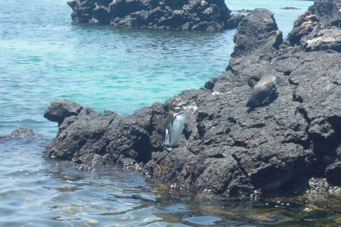 Galápagos Isla Isabela Los Tuneles Penguin