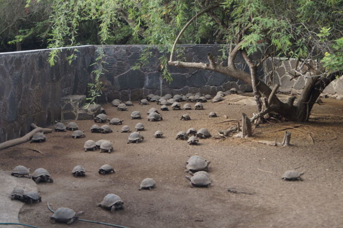 Galápagos Centro de Crianza de Tortugas Gigantes 