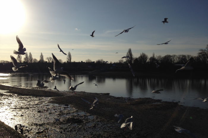 Seagulls at River Thames London Winter